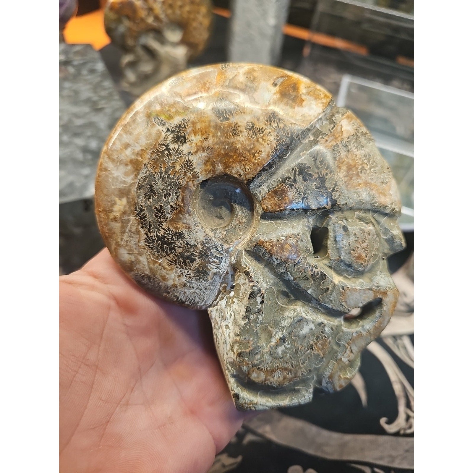 1.12LB Natural Madagascar Ammonite Fossil - Ancient Geometry Specimen | CrystalCloud Company