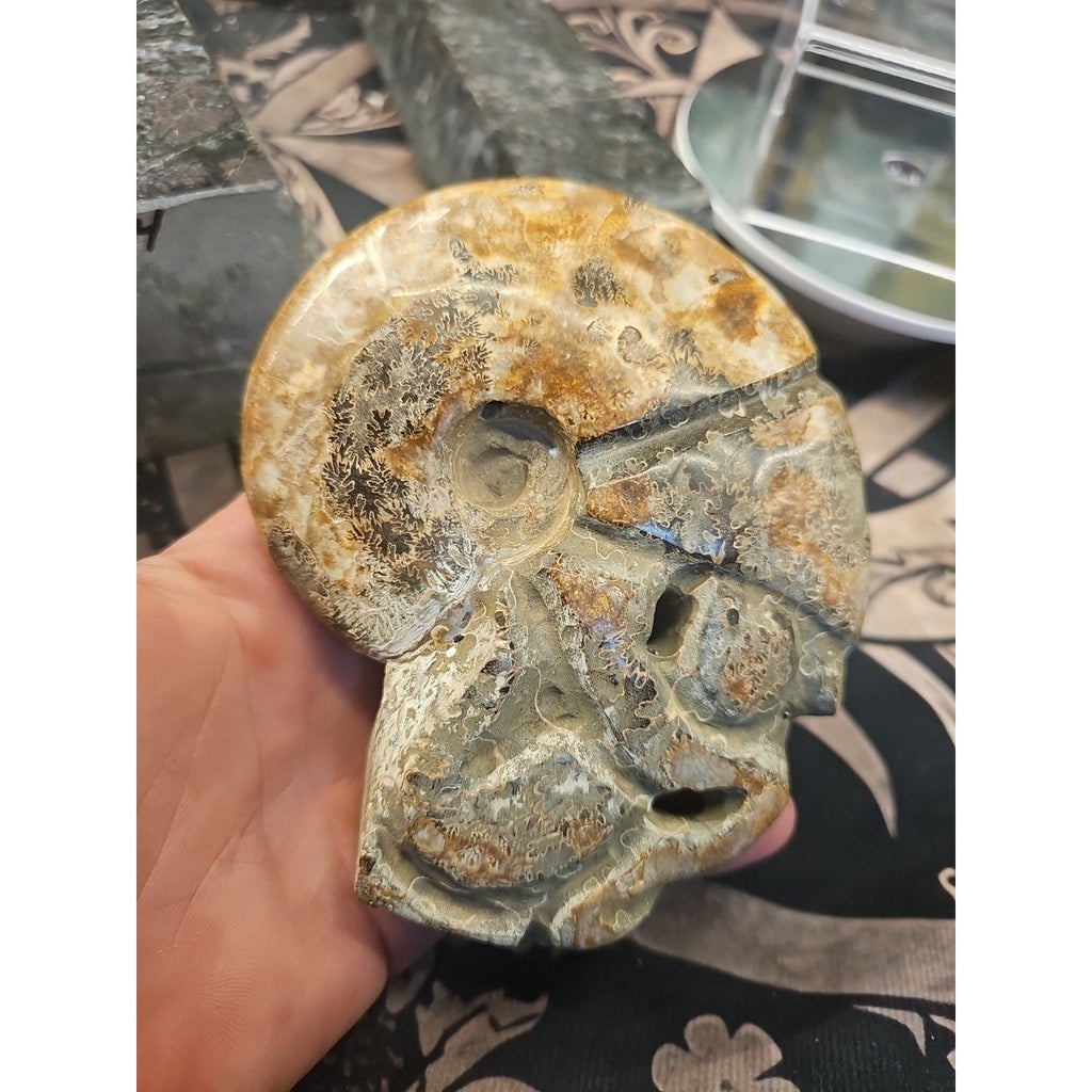 1.12LB Natural Madagascar Ammonite Fossil - Ancient Geometry Specimen | CrystalCloud Company