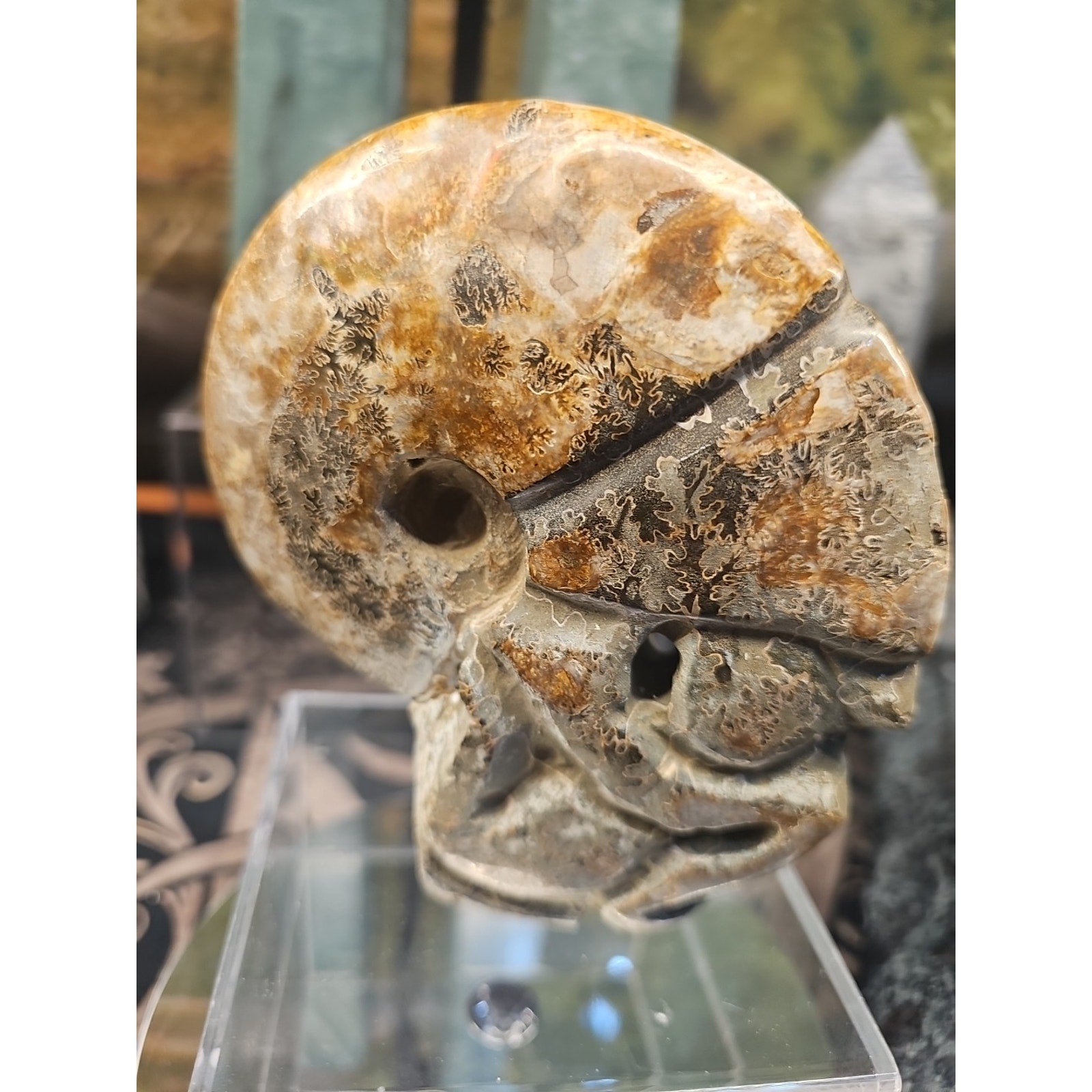 1.12LB Natural Madagascar Ammonite Fossil - Ancient Geometry Specimen | CrystalCloud Company