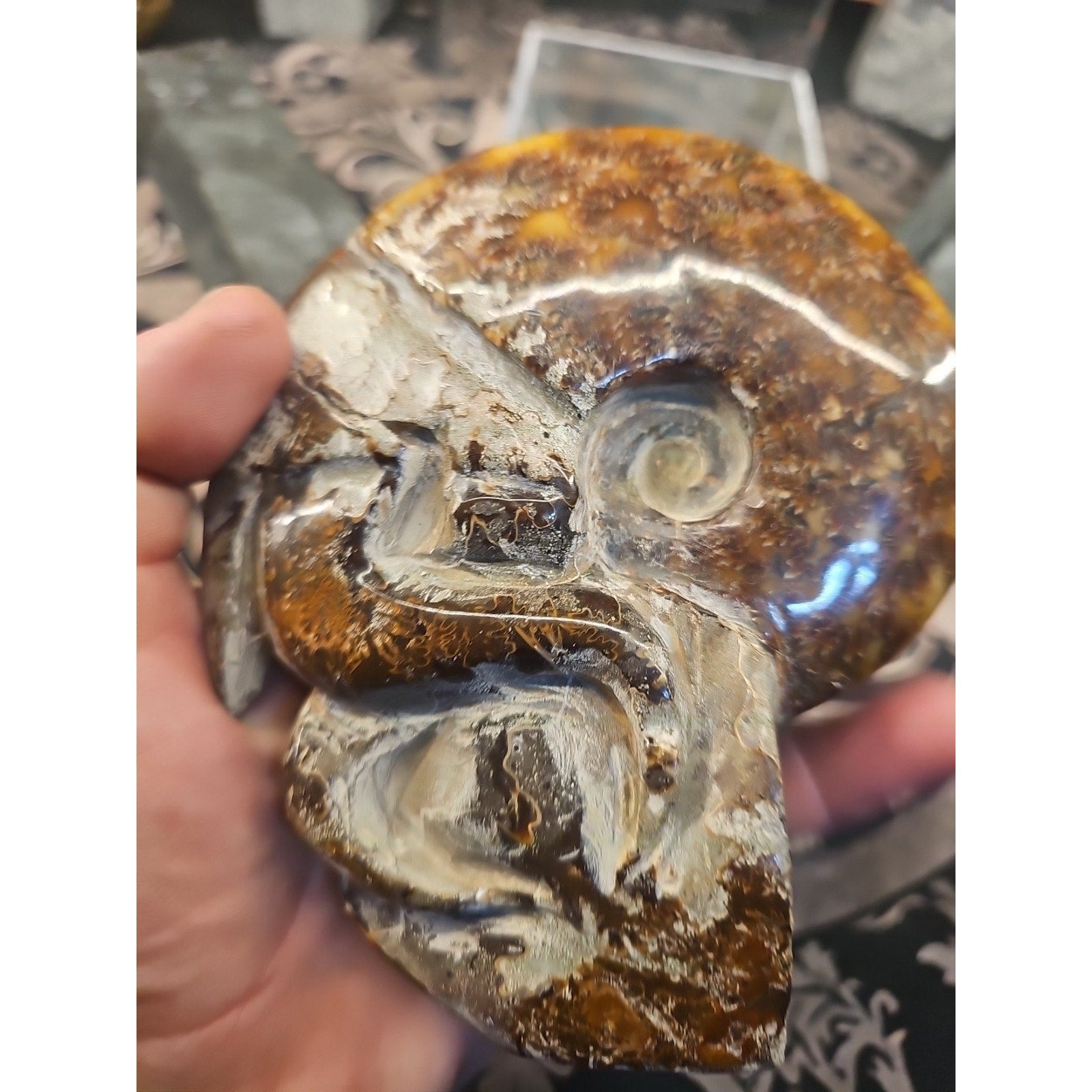 1.26LB Rare! Natural Tentacle Ammonite FossilSpecimen Shell Healing Madagascar