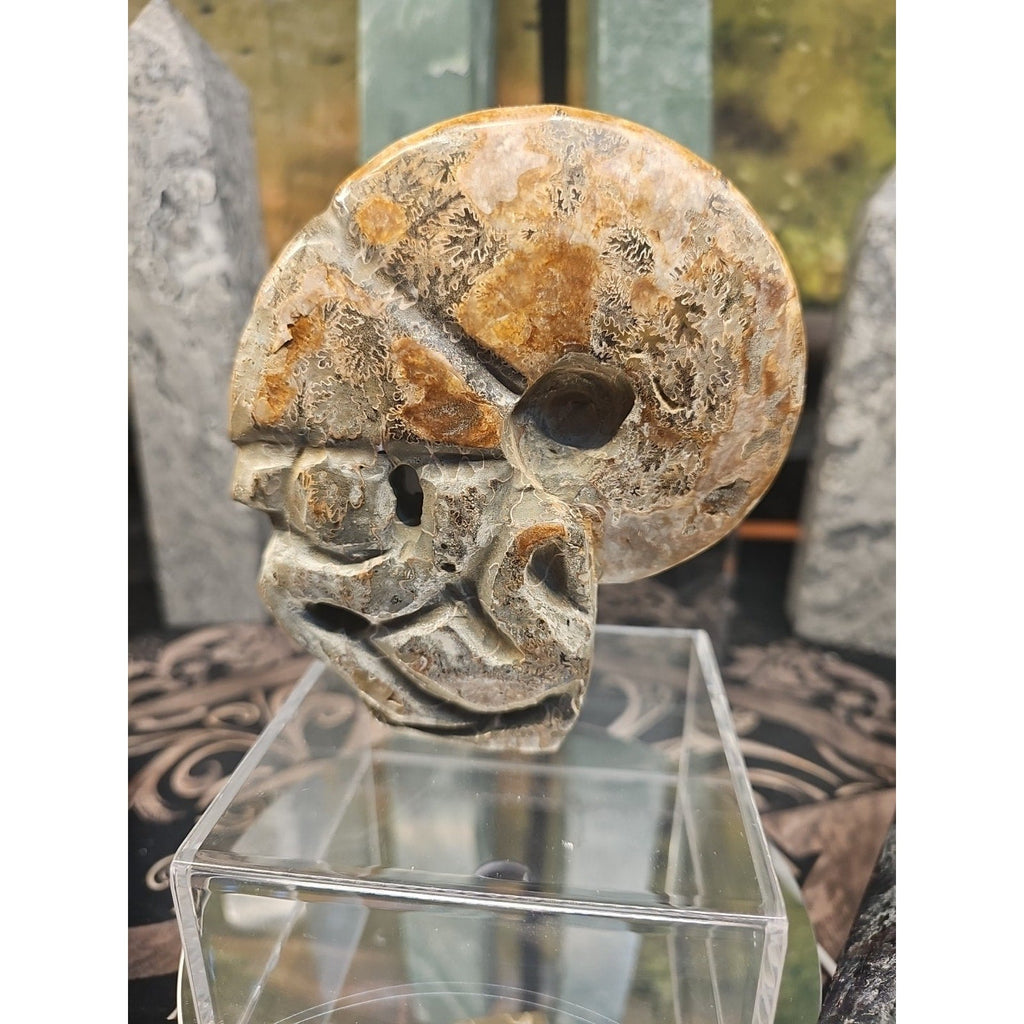 1.12LB Natural Madagascar Ammonite Fossil - Ancient Geometry Specimen | CrystalCloud Company