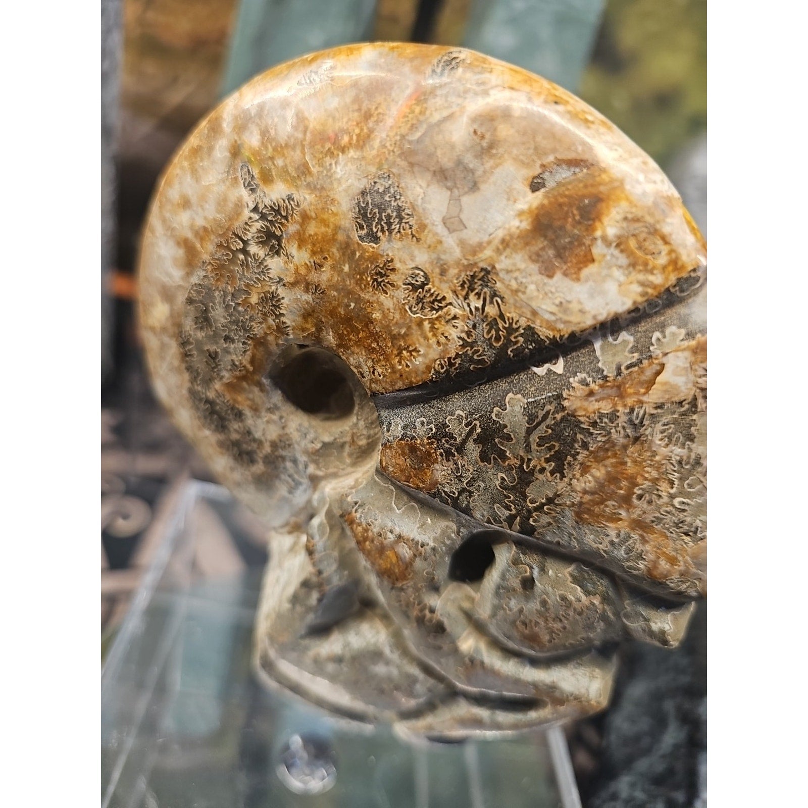 1.12LB Natural Madagascar Ammonite Fossil - Ancient Geometry Specimen | CrystalCloud Company