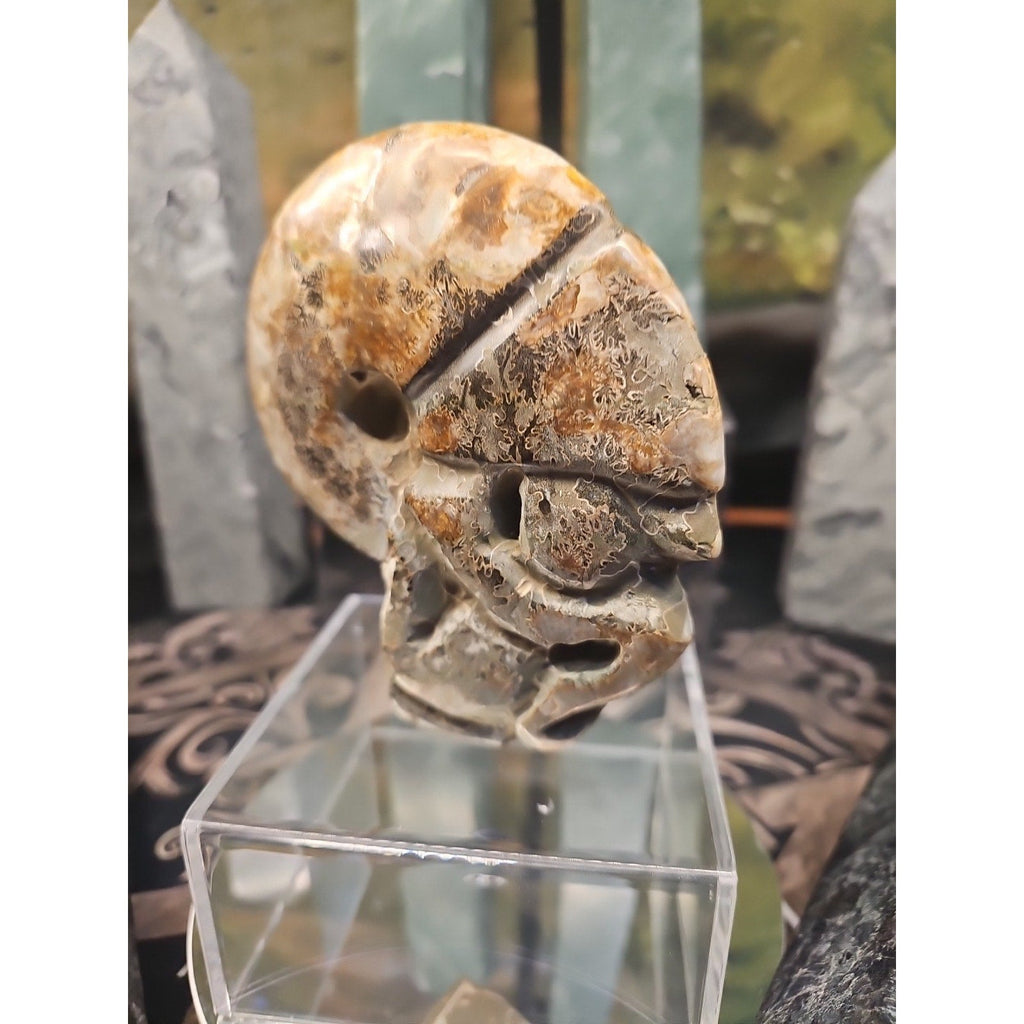 1.12LB Natural Madagascar Ammonite Fossil - Ancient Geometry Specimen | CrystalCloud Company