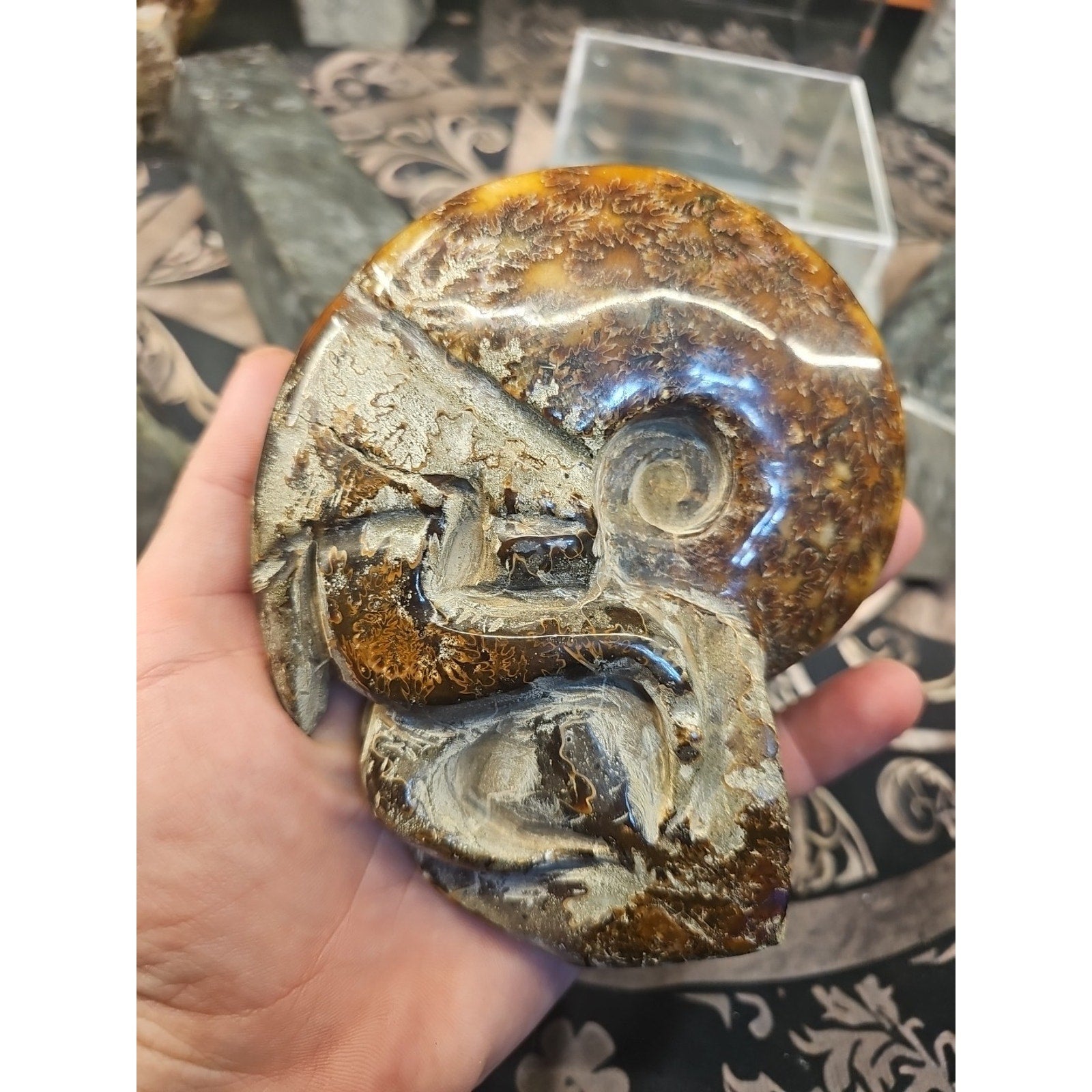 1.26LB Rare! Natural Tentacle Ammonite FossilSpecimen Shell Healing Madagascar