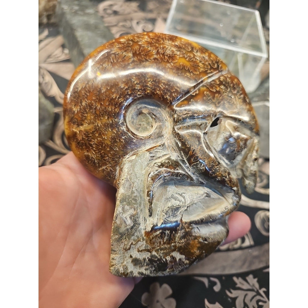1.26LB Rare! Natural Tentacle Ammonite FossilSpecimen Shell Healing Madagascar