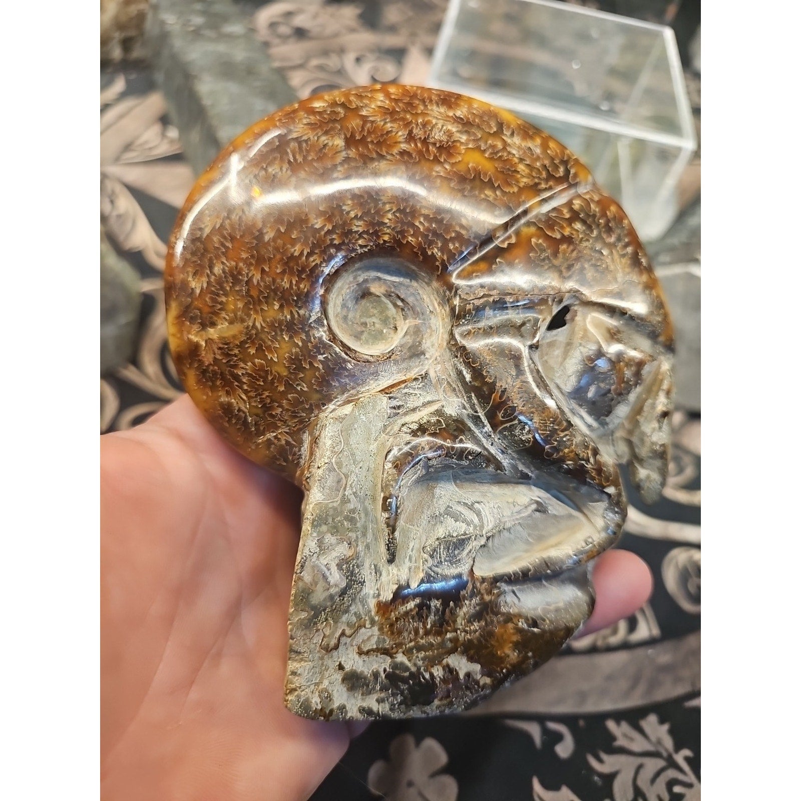 1.26LB Rare! Natural Tentacle Ammonite FossilSpecimen Shell Healing Madagascar