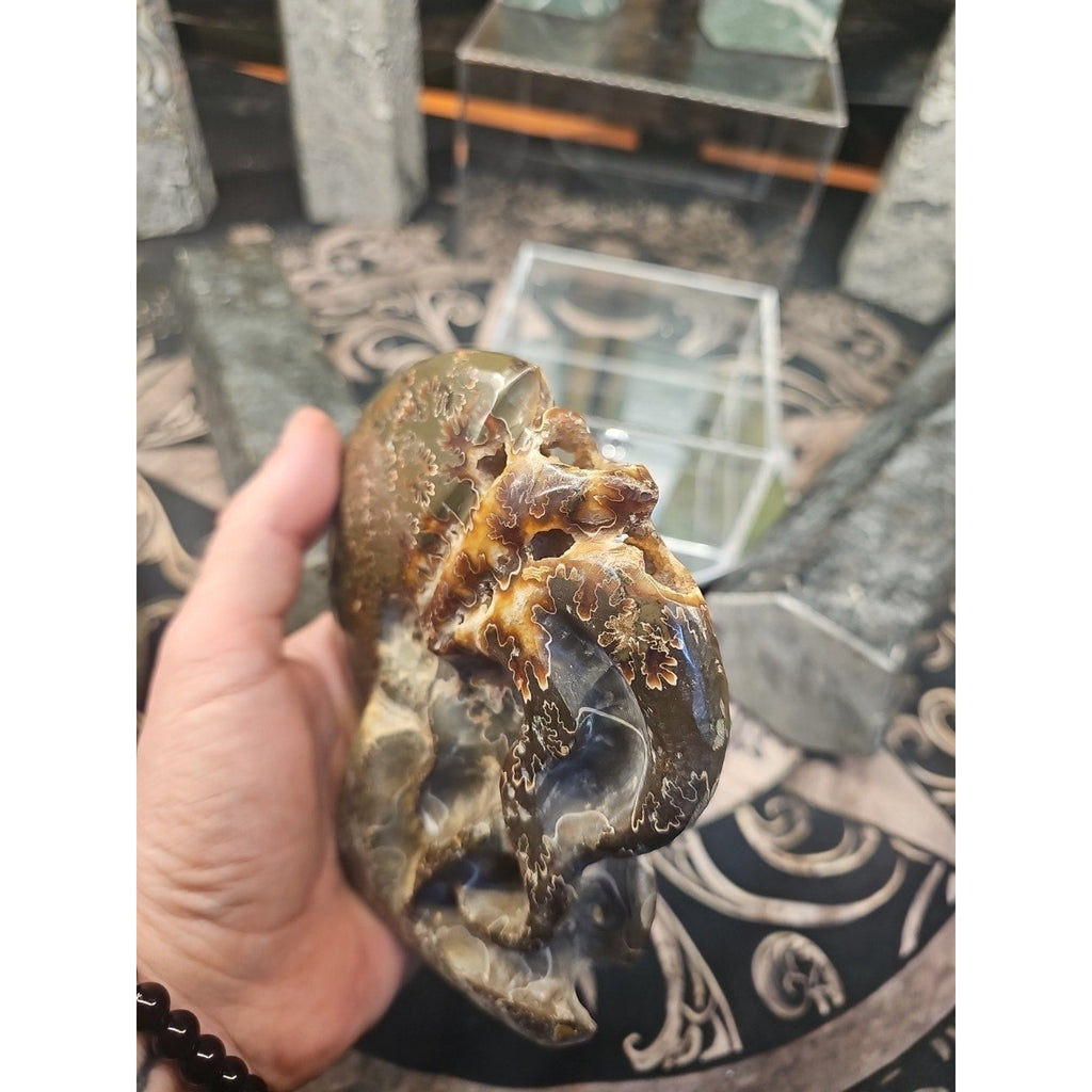 1.32LB Rare! Natural Tentacle Ammonite FossilSpecimen Shell Healing Madagascar