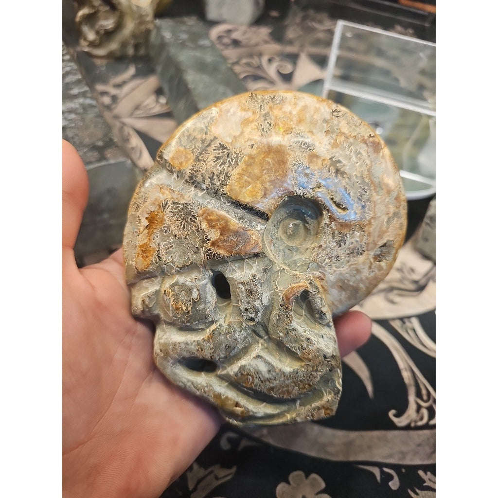 1.12LB Natural Madagascar Ammonite Fossil - Ancient Geometry Specimen | CrystalCloud Company