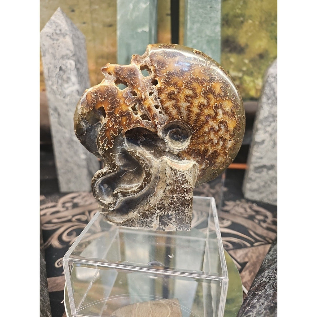 1.32LB Rare! Natural Tentacle Ammonite FossilSpecimen Shell Healing Madagascar