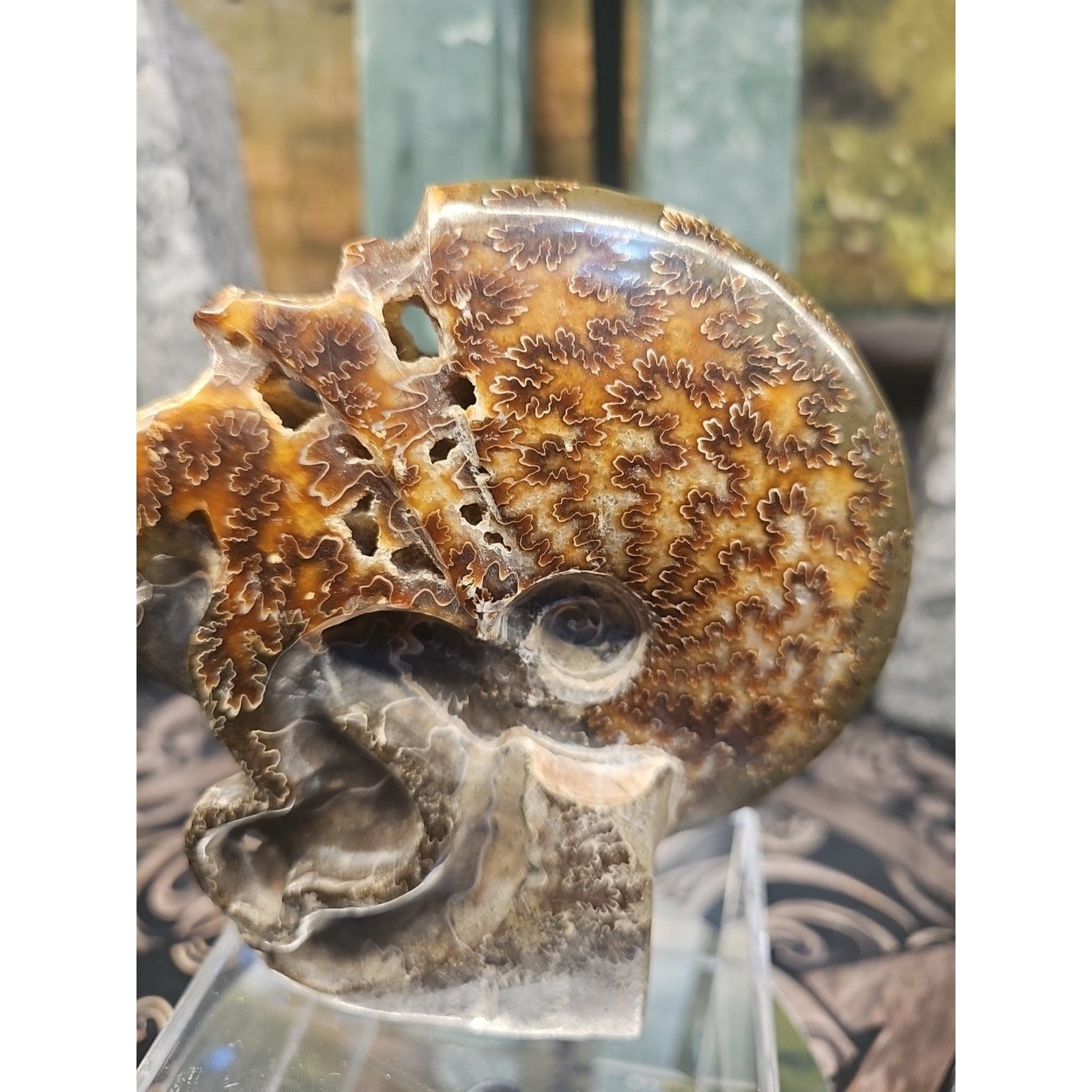 1.32LB Rare! Natural Tentacle Ammonite FossilSpecimen Shell Healing Madagascar
