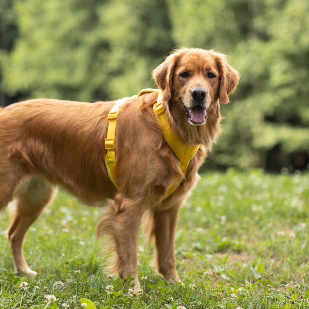 Yellow - Velvet Dog Harness
