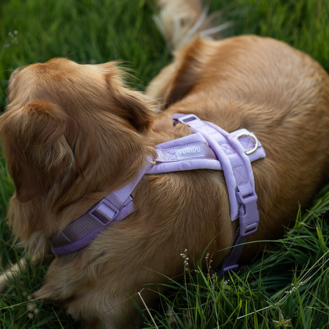 Lilac - Velvet Dog Harness