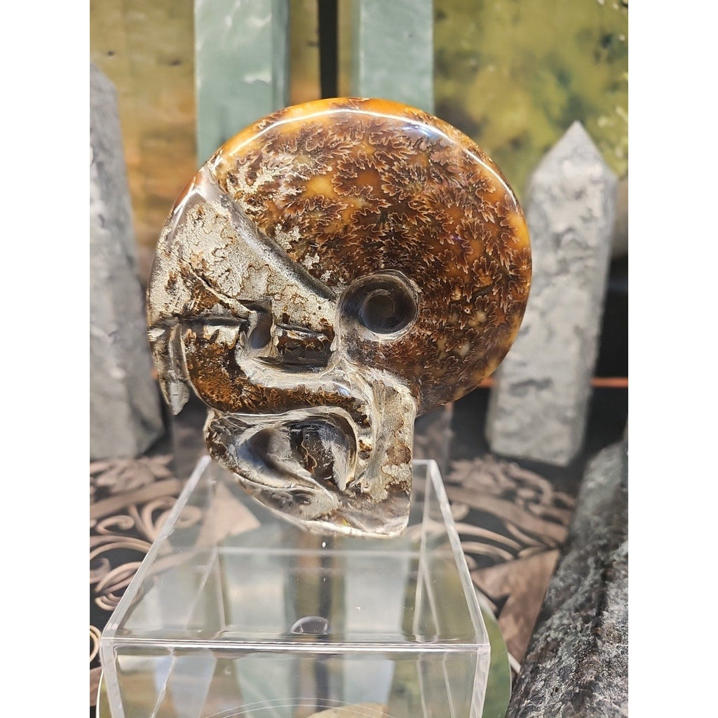 1.26LB Rare! Natural Tentacle Ammonite FossilSpecimen Shell Healing Madagascar
