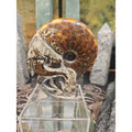 1.26LB Rare! Natural Tentacle Ammonite FossilSpecimen Shell Healing Madagascar