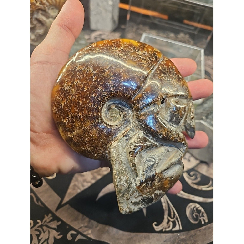 1.26LB Rare! Natural Tentacle Ammonite FossilSpecimen Shell Healing Madagascar