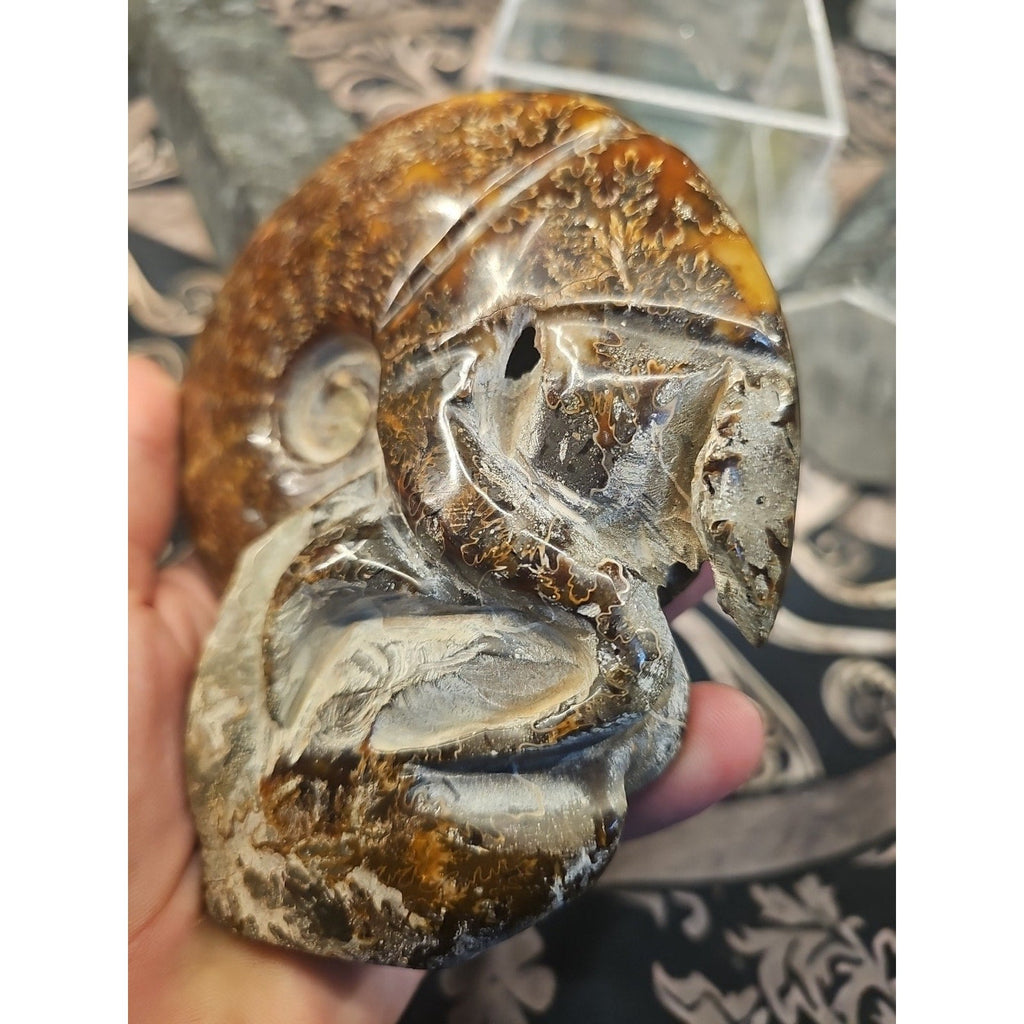 1.26LB Rare! Natural Tentacle Ammonite FossilSpecimen Shell Healing Madagascar