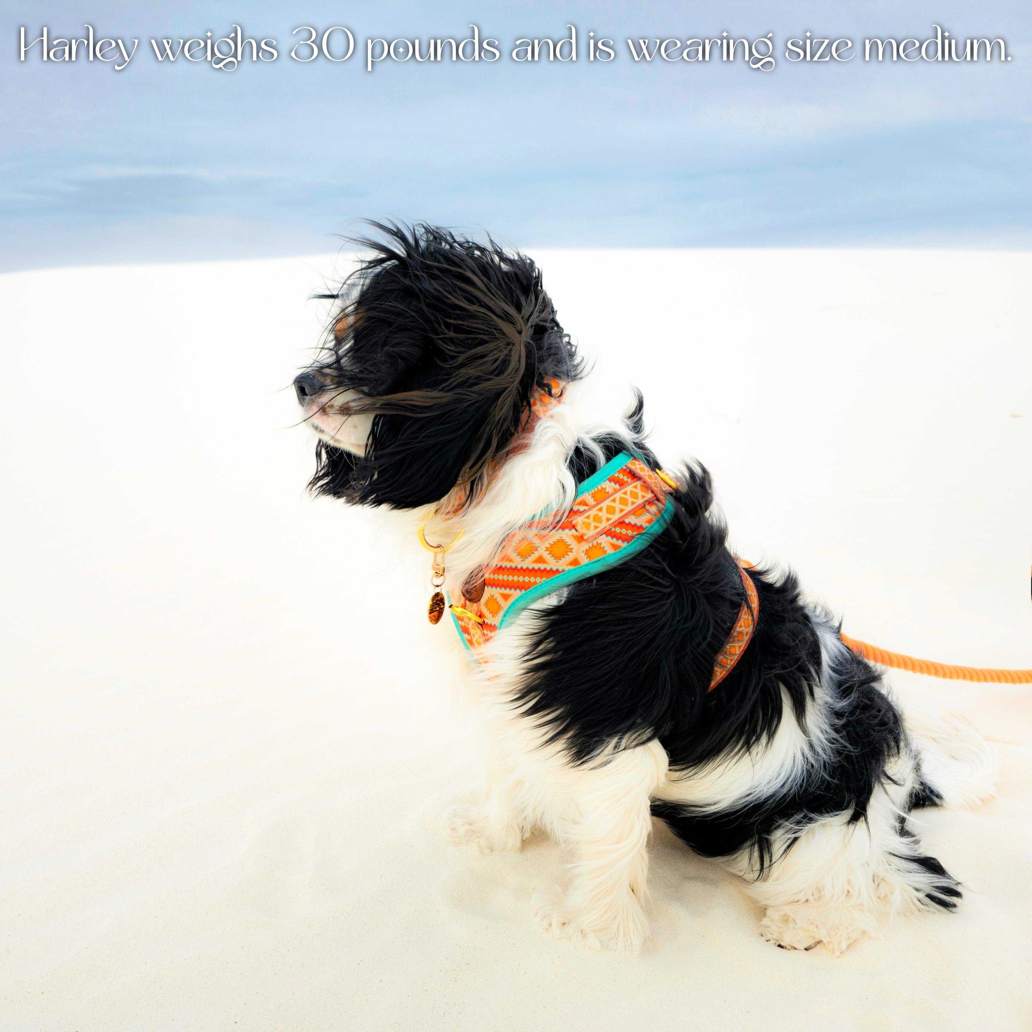 Desert Dream Harness