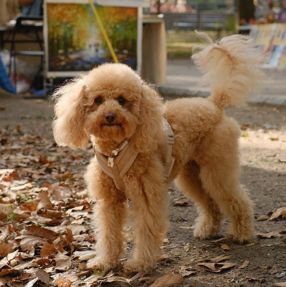 Tan - Comfort Dog Harness
