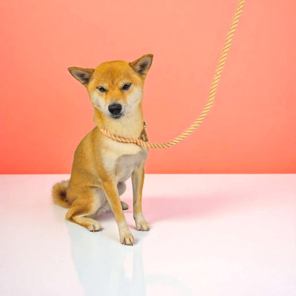 Hands-Free Rope Leash
