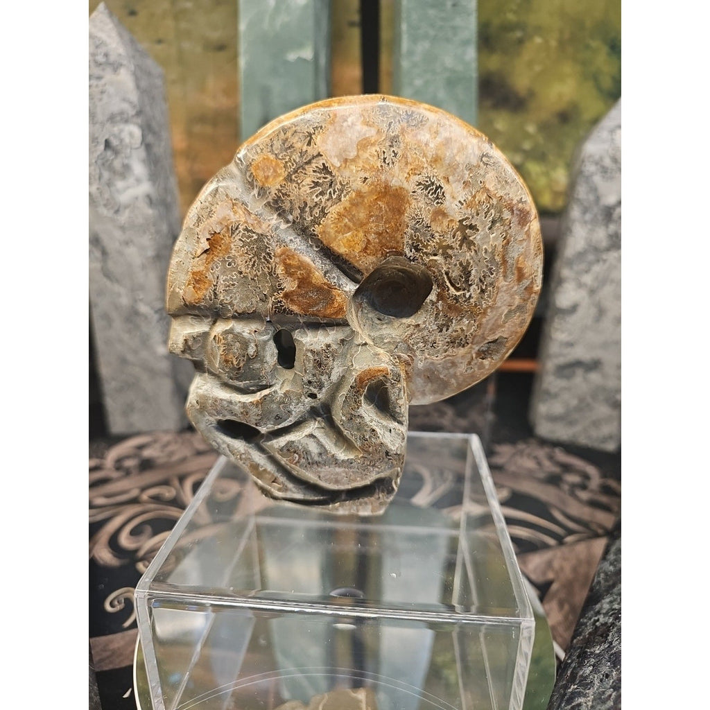 1.12LB Natural Madagascar Ammonite Fossil - Ancient Geometry Specimen | CrystalCloud Company