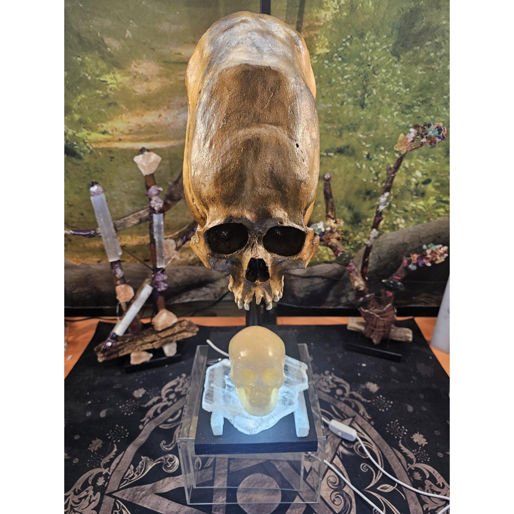 Skull Statement Piece