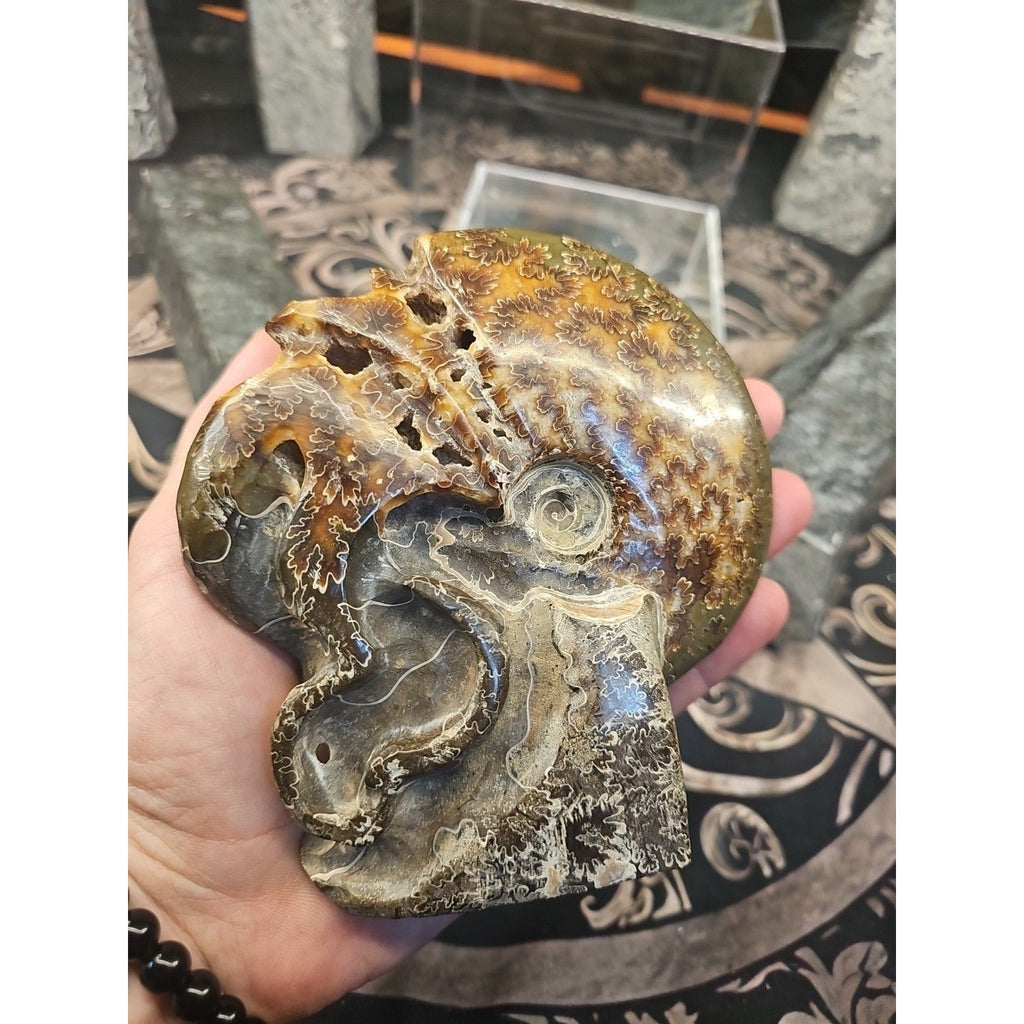 1.32LB Rare! Natural Tentacle Ammonite FossilSpecimen Shell Healing Madagascar