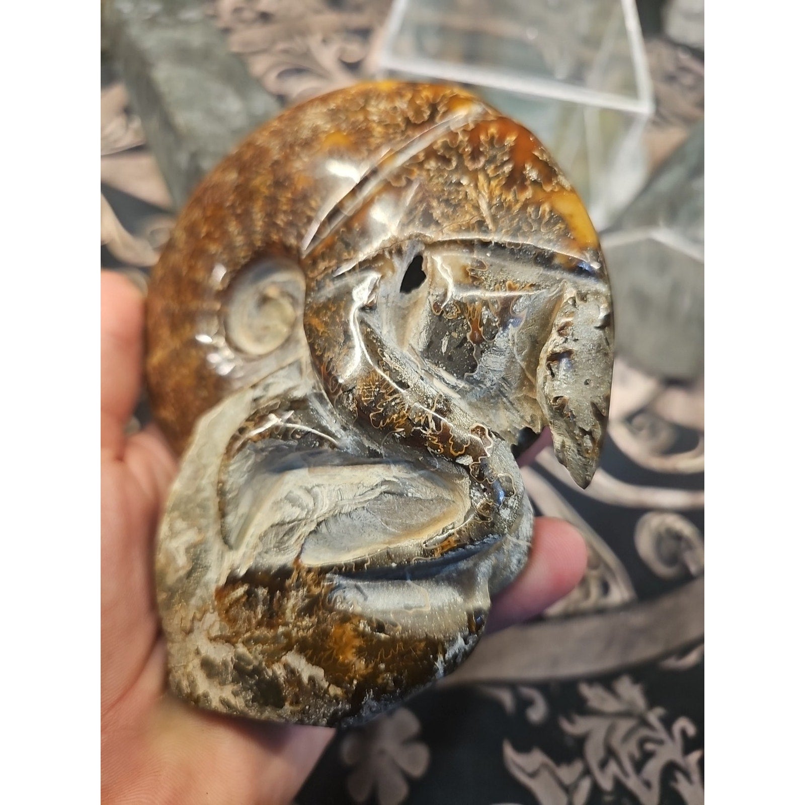 1.26LB Rare! Natural Tentacle Ammonite FossilSpecimen Shell Healing Madagascar