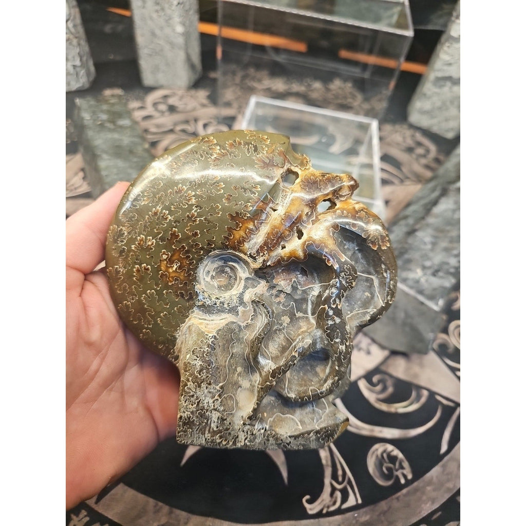 1.32LB Rare! Natural Tentacle Ammonite FossilSpecimen Shell Healing Madagascar