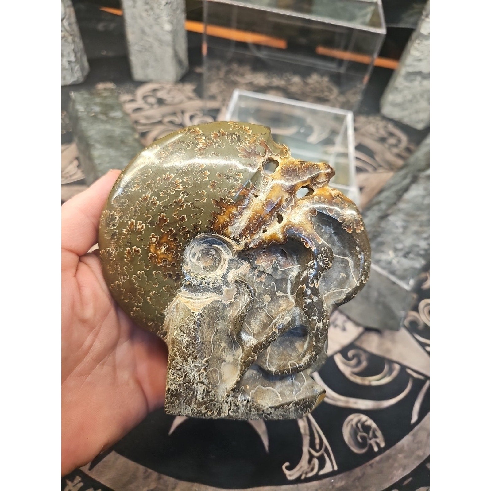 1.32LB Rare! Natural Tentacle Ammonite FossilSpecimen Shell Healing Madagascar