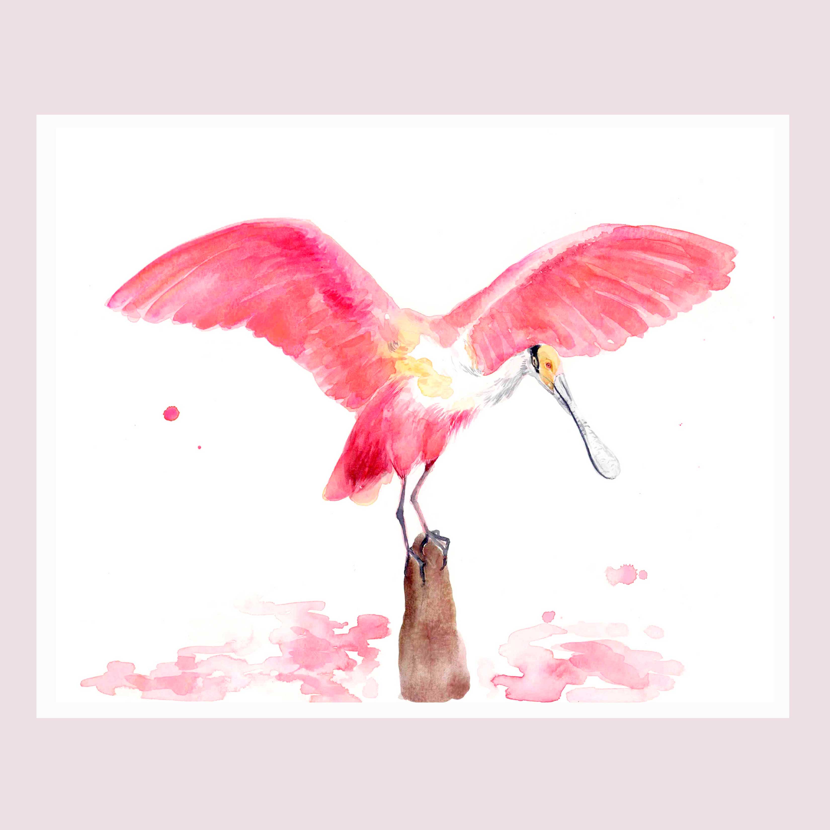 Roseate Spoonbill